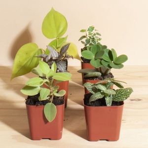 • mystery house plant🌱 •